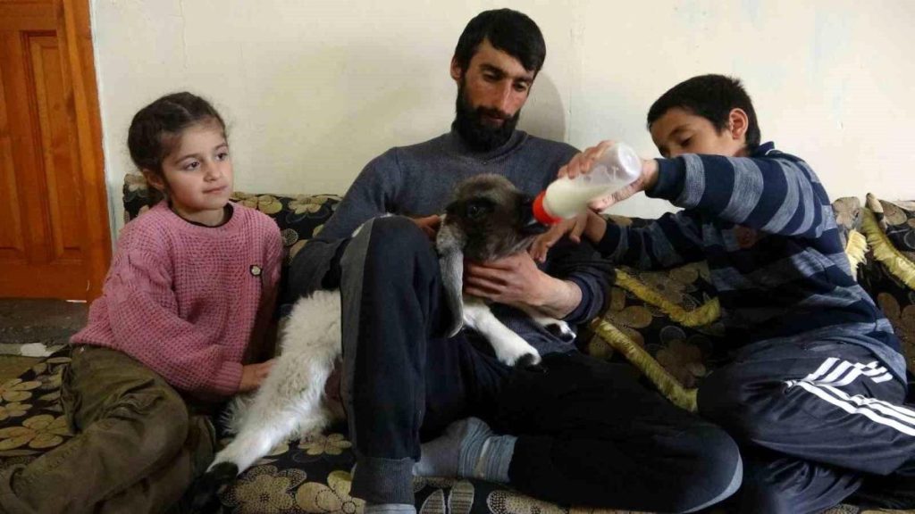تناولت وسائل إعلام قصة أسرة تركية تستضيف حيواناً مصابأً بالشلل وتعتني به كالأطفال في ولاية Hakkari أقصى جنوب شرقي تركيا