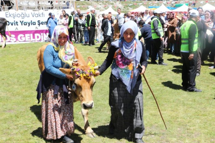 نظمت ولاية ريزة التركية مسابقة لاختيار أجمل بقرة خلال مهرجان هضبة أوفيت الثالث والعشرين على ارتفاع تجاوز 2640 متراً